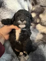 Timmy, a male Shihpoo for sale in New Port Richey, FL – Photo 3 of 4