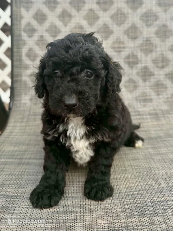Catalina F1bb – Miniature Bernedoodle puppy for sale in New Port Richey, FL
