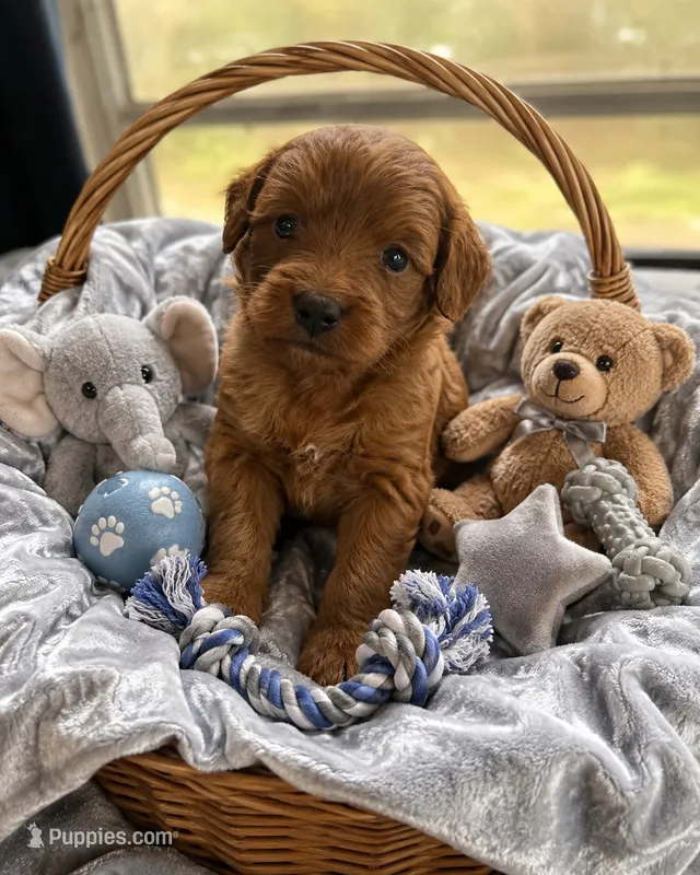 Phoenix  – Miniature Goldendoodle puppy for sale in New Port Richey, FL