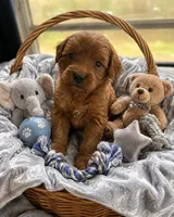 Phoenix , a male Miniature Goldendoodle for sale in New Port Richey, FL – 1 of 2