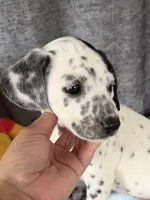 Willow Dalmadoodle, a female Dalmatian for sale in New Port Richey, FL – Photo 1 of 6