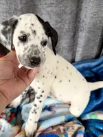 Willow Dalmadoodle, a female Dalmatian for sale in New Port Richey, FL – Photo 2 of 6