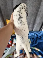 Willow Dalmadoodle, a female Dalmatian for sale in New Port Richey, FL – Photo 6 of 6