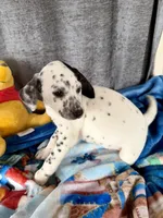 Willow Dalmadoodle, a female Dalmatian for sale in New Port Richey, FL – Photo 5 of 6