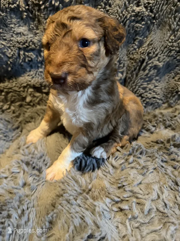 Bobbie – Aussiedoodle, Poodle - Standard  puppy for sale in New Port Richey, FL