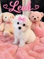 Leah Tcup, a female Maltese for sale in New Port Richey, FL – 1 of 3