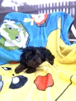 Kingsley , a male Yorkipoo for sale in New Port Richey, FL – 3 of 6