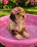 Bronte, a female Aussiedoodle and Poodle - Standard  for sale in New Port Richey, FL – 2 of 2