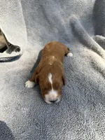 Emerson , a male Miniature Goldendoodle for sale in New Port Richey, FL – 9 of 9