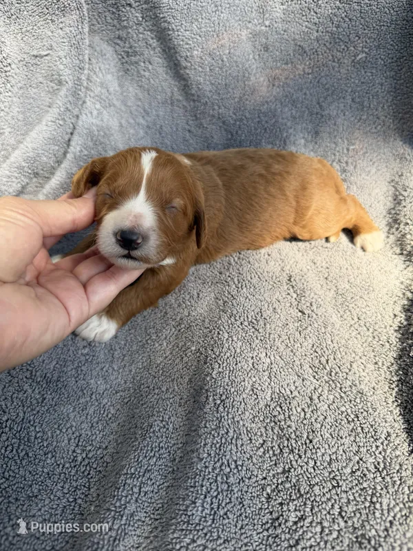 Emerson  – Miniature Goldendoodle puppy for sale in New Port Richey, FL