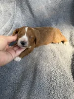 Emerson , a male Miniature Goldendoodle for sale in New Port Richey, FL – 1 of 9