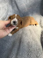 Emerson , a male Miniature Goldendoodle for sale in New Port Richey, FL – 4 of 9