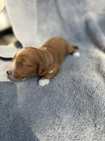Emerson , a male Miniature Goldendoodle for sale in New Port Richey, FL – 6 of 9