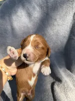 Emerson , a male Miniature Goldendoodle for sale in New Port Richey, FL – 7 of 9