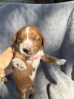 Emerson , a male Miniature Goldendoodle for sale in New Port Richey, FL – 5 of 9