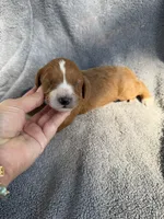 Emerson , a male Miniature Goldendoodle for sale in New Port Richey, FL – 2 of 9
