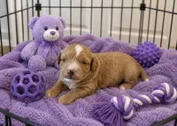 Tia, a female Miniature Bernedoodle for sale in New Port Richey, FL – 1 of 2