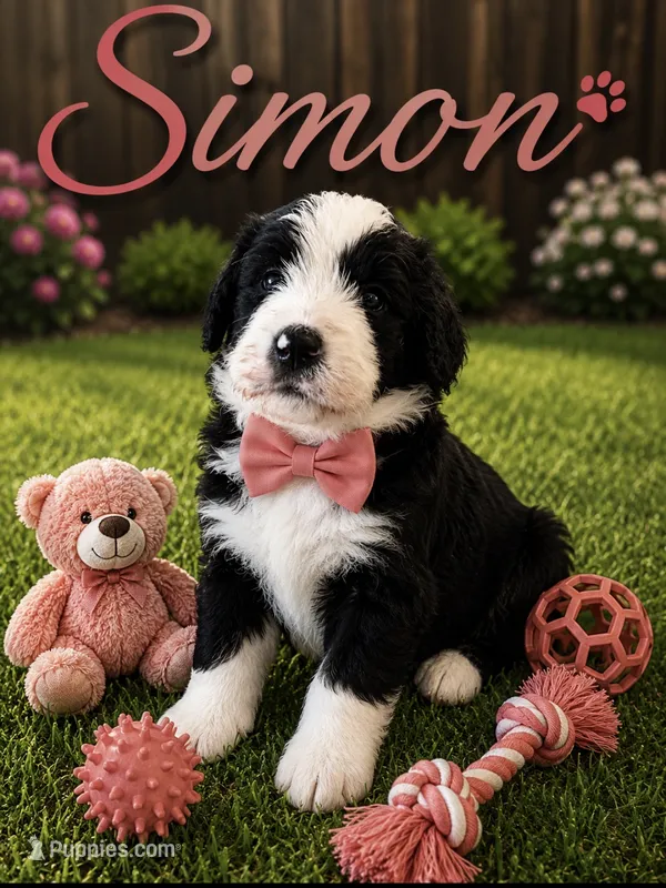Simon – Bernedoodle puppy for sale in New Port Richey, FL