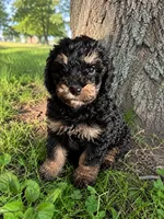 Ivan, a male Cockapoo for sale in New Port Richey, FL – 2 of 2