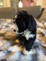 Quinci F1, a female Bernedoodle for sale in New Port Richey, FL – Photo 8 of 8