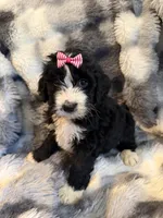 Quinci pink collar, a female Bernedoodle for sale in New Port Richey, FL – Photo 2 of 4