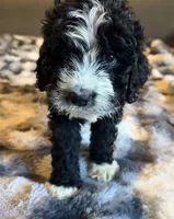 Quinci F1, a female Bernedoodle for sale in New Port Richey, FL – Photo 7 of 8