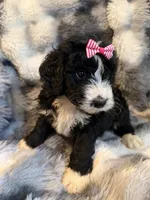 Quinci pink collar, a female Bernedoodle for sale in New Port Richey, FL – Photo 4 of 4