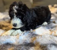 Quinci F1, a female Bernedoodle for sale in New Port Richey, FL – Photo 6 of 8