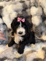 Quinci pink collar, a female Bernedoodle for sale in New Port Richey, FL – Photo 3 of 4