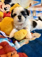 Xena, a female Shih Tzu for sale in New Port Richey, FL – Photo 5 of 8