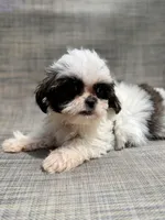 Xena, a female Shih Tzu for sale in New Port Richey, FL – Photo 2 of 3