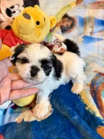 Xena, a female Shih Tzu for sale in New Port Richey, FL – Photo 2 of 8