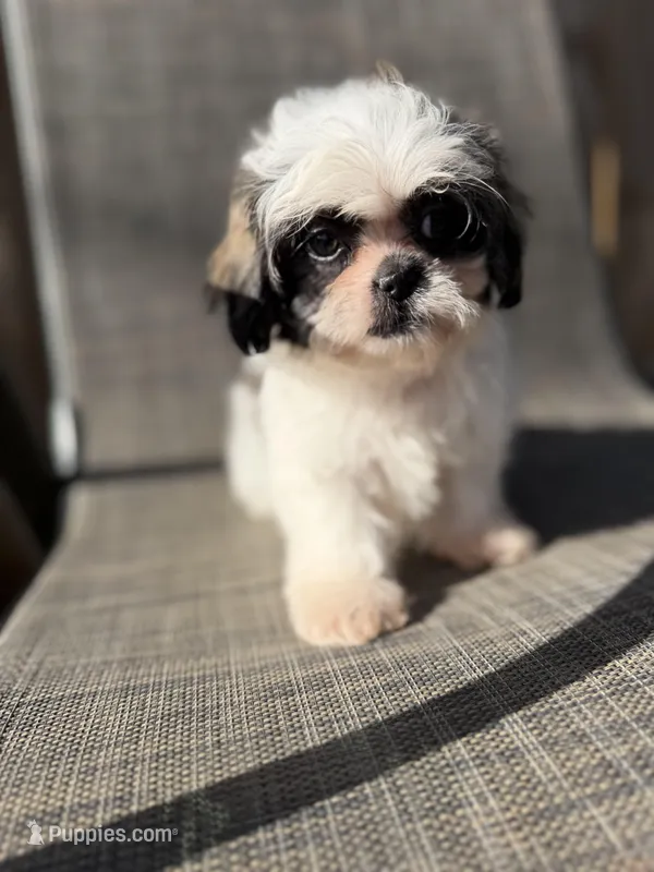 Xena – Shih Tzu puppy for sale in New Port Richey, FL