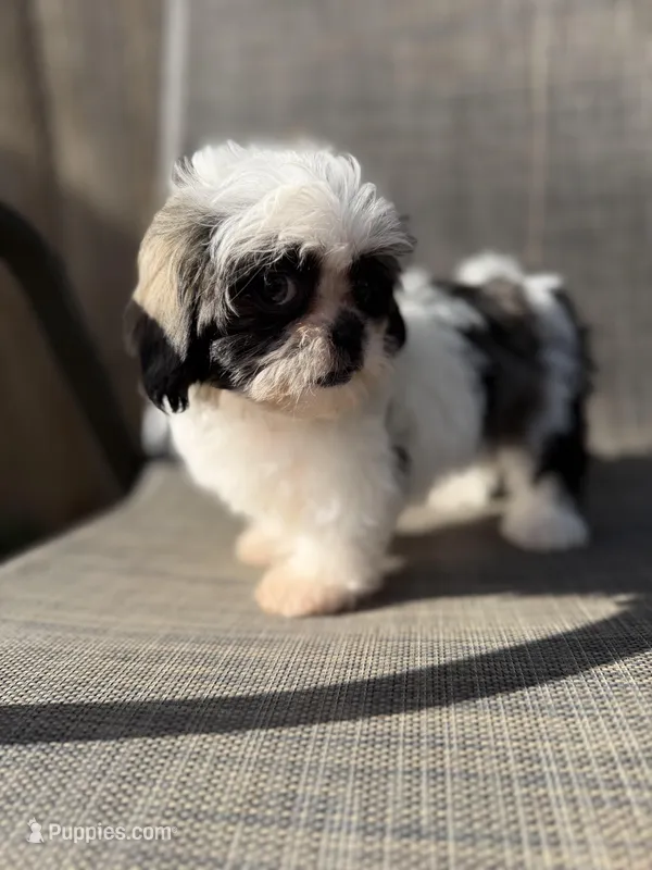 Xena – Shih Tzu puppy for sale in New Port Richey, FL