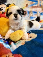 Xena, a female Shih Tzu for sale in New Port Richey, FL – Photo 8 of 8