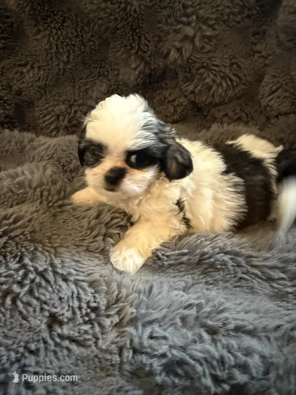 Xena – Shih Tzu puppy for sale in New Port Richey, FL