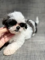 Xena, a female Shih Tzu for sale in New Port Richey, FL – Photo 3 of 3