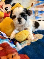 Xena, a female Shih Tzu for sale in New Port Richey, FL – Photo 7 of 8