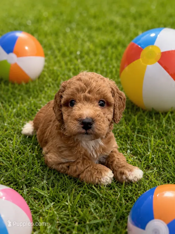Emmalyn – Miniature Goldendoodle puppy for sale in New Port Richey, FL