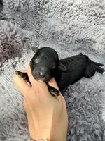 Catalina F1bb, a female Miniature Bernedoodle for sale in New Port Richey, FL – Photo 5 of 5