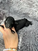 Catalina F1bb, a female Miniature Bernedoodle for sale in New Port Richey, FL – Photo 4 of 5