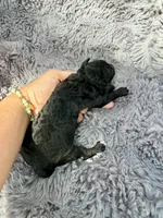 Catalina F1bb, a female Miniature Bernedoodle for sale in New Port Richey, FL – Photo 3 of 5