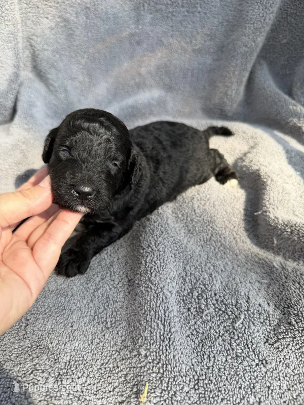 Catalina F1bb – Miniature Bernedoodle puppy for sale in New Port Richey, FL