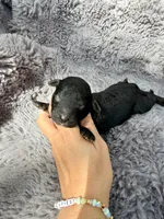 Catalina F1bb, a female Miniature Bernedoodle for sale in New Port Richey, FL – Photo 2 of 5