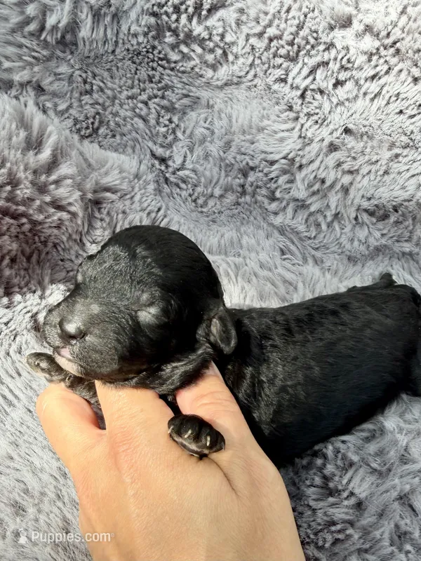 Catalina F1bb – Miniature Bernedoodle puppy for sale in New Port Richey, FL