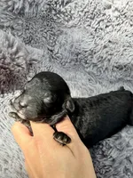 Catalina F1bb, a female Miniature Bernedoodle for sale in New Port Richey, FL – Photo 1 of 5