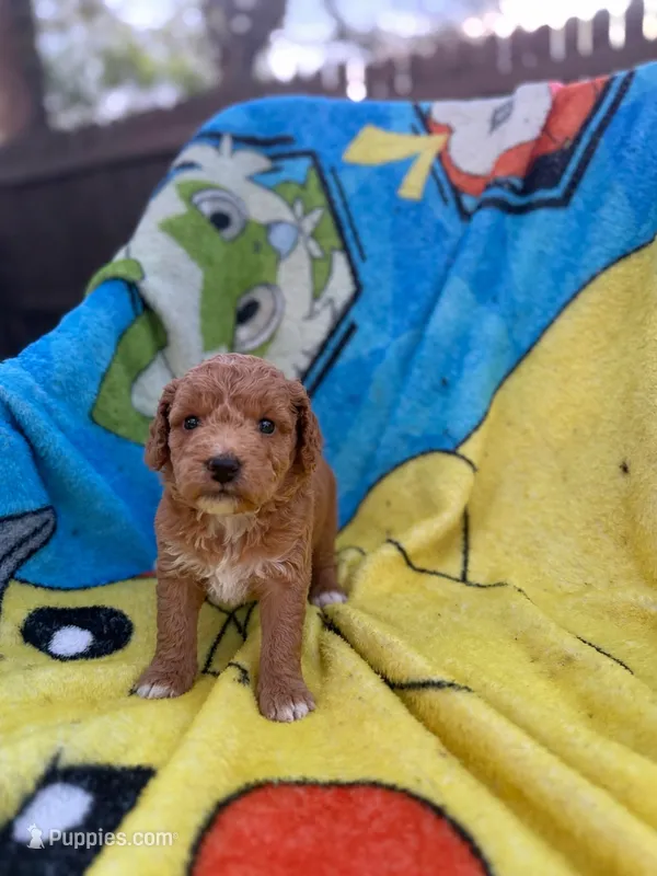 Emmett – Miniature Goldendoodle puppy for sale in New Port Richey, FL