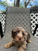Clarice, a male Miniature Bernedoodle for sale in New Port Richey, FL – 2 of 3