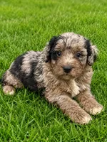 Calix F1bb, a male Miniature Bernedoodle for sale in New Port Richey, FL – 2 of 2