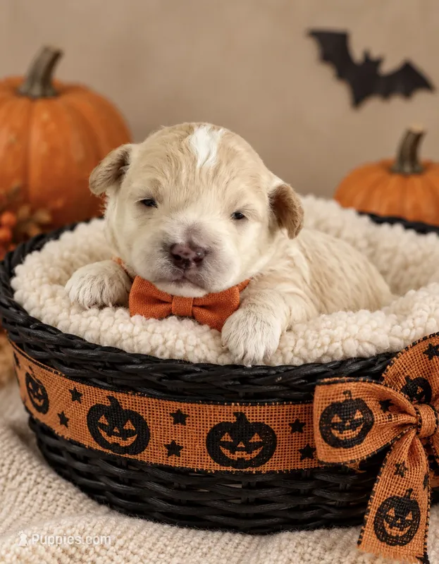Brady – Maltipoo puppy for sale in New Port Richey, FL
